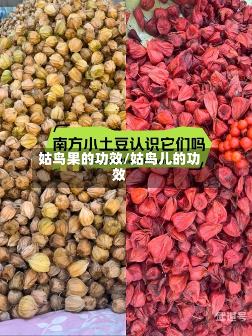 姑鸟果的功效/姑鸟儿的功效