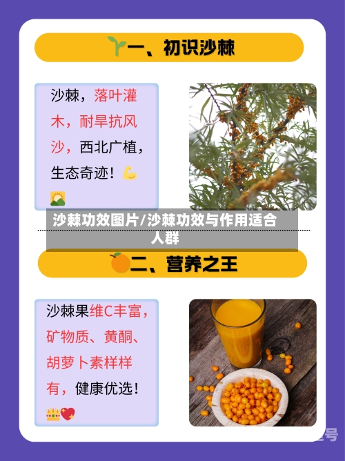 沙棘功效图片/沙棘功效与作用适合人群