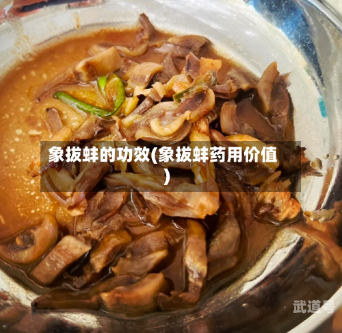 象拔蚌的功效(象拔蚌药用价值)