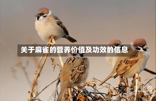 关于麻雀的营养价值及功效的信息