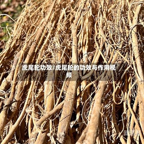 虎尾轮功效/虎尾轮的功效与作用视频