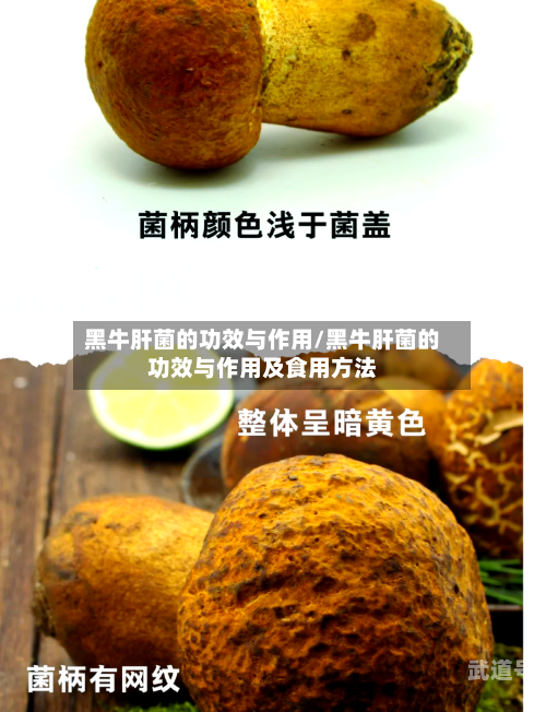 黑牛肝菌的功效与作用/黑牛肝菌的功效与作用及食用方法