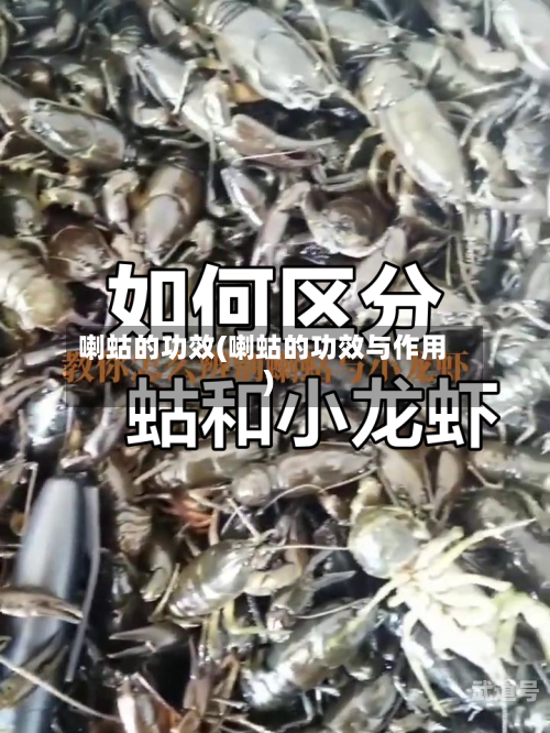 喇蛄的功效(喇蛄的功效与作用)
