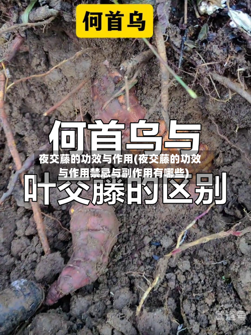 夜交藤的功效与作用(夜交藤的功效与作用禁忌与副作用有哪些)