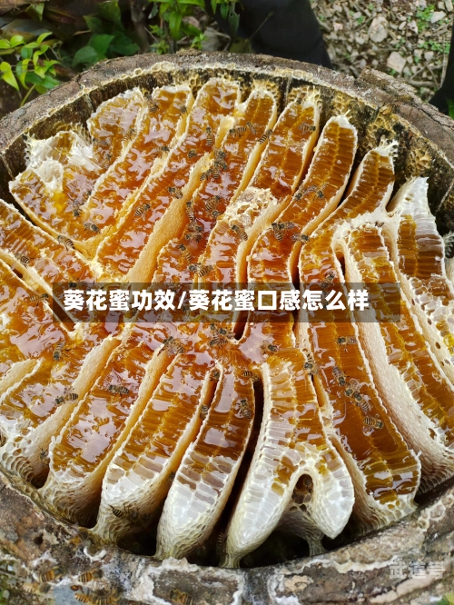 葵花蜜功效/葵花蜜口感怎么样