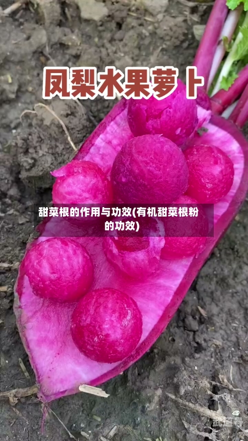 甜菜根的作用与功效(有机甜菜根粉的功效)
