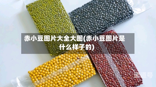 赤小豆图片大全大图(赤小豆图片是什么样子的)