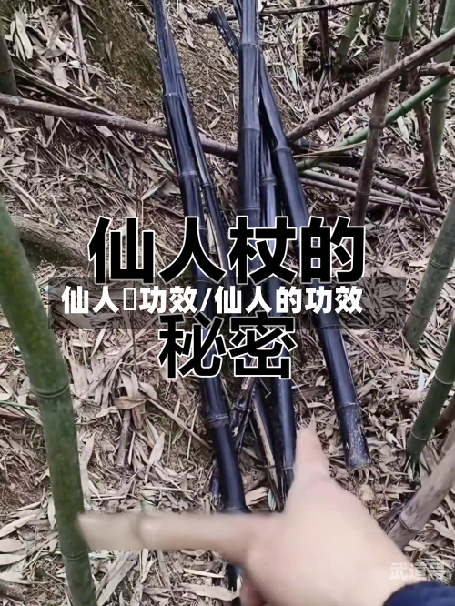 仙人粄功效/仙人的功效
