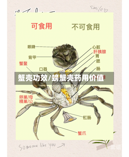 蟹壳功效/螃蟹壳药用价值