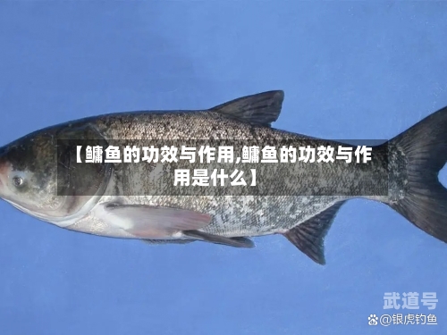 【鳙鱼的功效与作用,鳙鱼的功效与作用是什么】