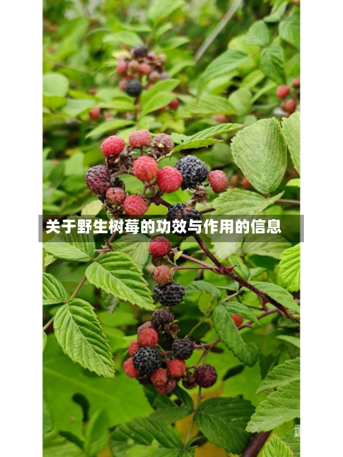 关于野生树莓的功效与作用的信息