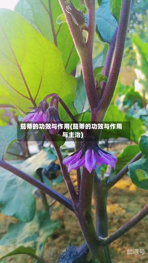 茄蒂的功效与作用(茄蒂的功效与作用与主治)