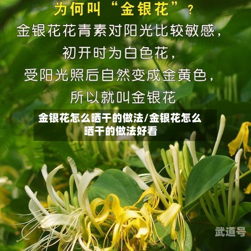 金银花怎么晒干的做法/金银花怎么晒干的做法好看