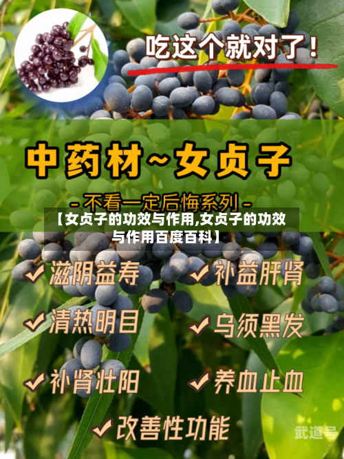 【女贞子的功效与作用,女贞子的功效与作用百度百科】
