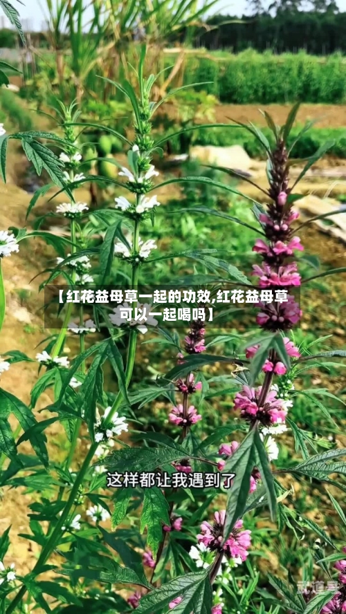 【红花益母草一起的功效,红花益母草可以一起喝吗】
