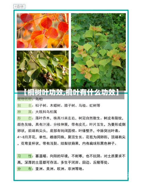 【桐树叶功效,桐叶有什么功效】