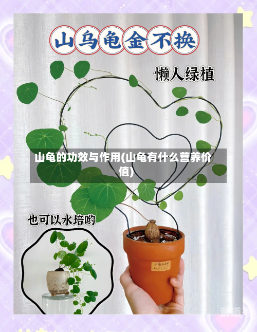 山龟的功效与作用(山龟有什么营养价值)