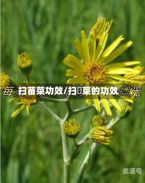 扫苗菜功效/扫箒菜的功效-第3张图片