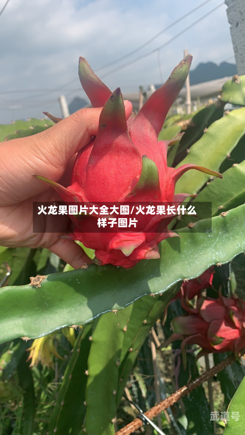 火龙果图片大全大图/火龙果长什么样子图片
