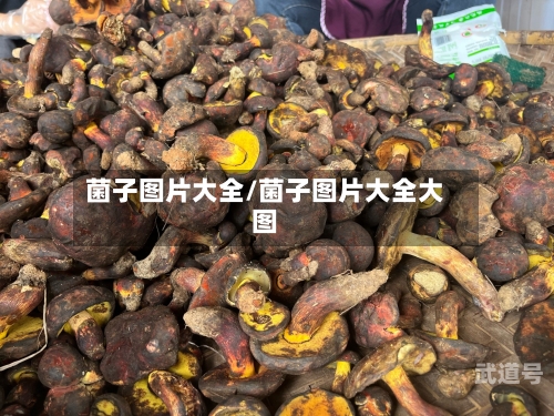 菌子图片大全/菌子图片大全大图