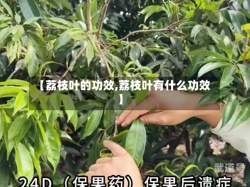 【荔枝叶的功效,荔枝叶有什么功效】