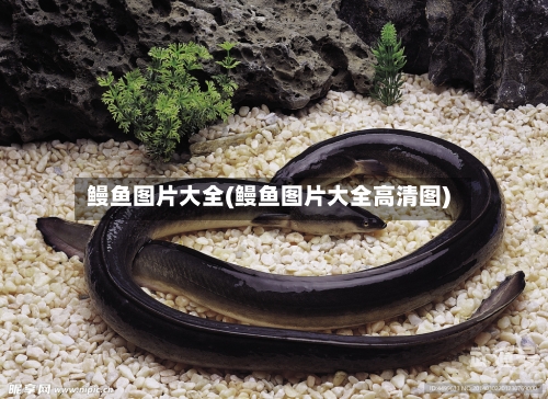 鳗鱼图片大全(鳗鱼图片大全高清图)
