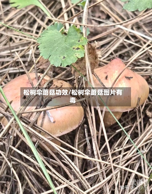 松树伞蘑菇功效/松树伞蘑菇图片有毒