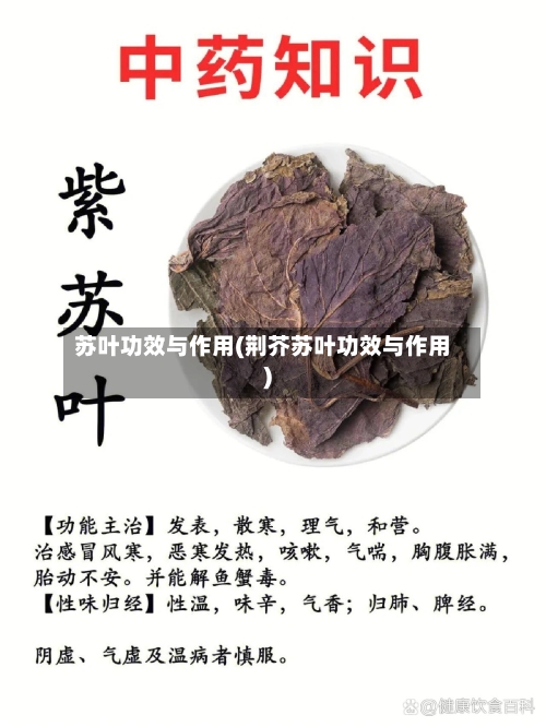 苏叶功效与作用(荆芥苏叶功效与作用)