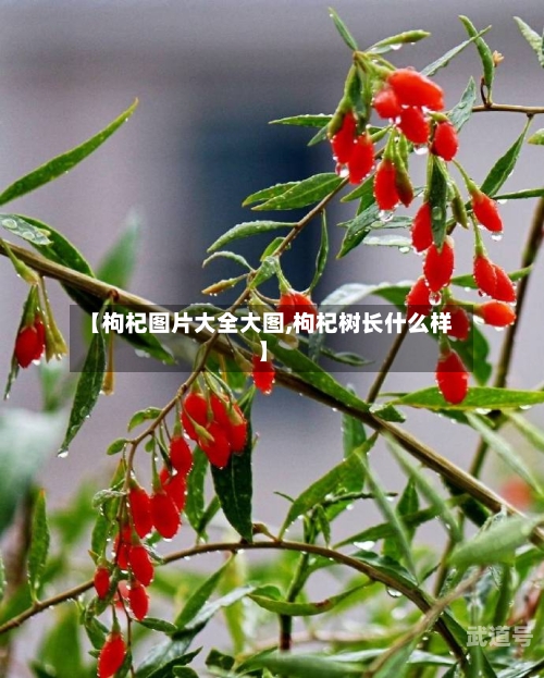 【枸杞图片大全大图,枸杞树长什么样】-第3张图片