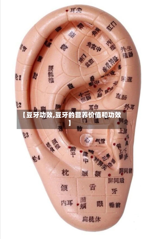 【豆牙功效,豆牙的营养价值和功效】
