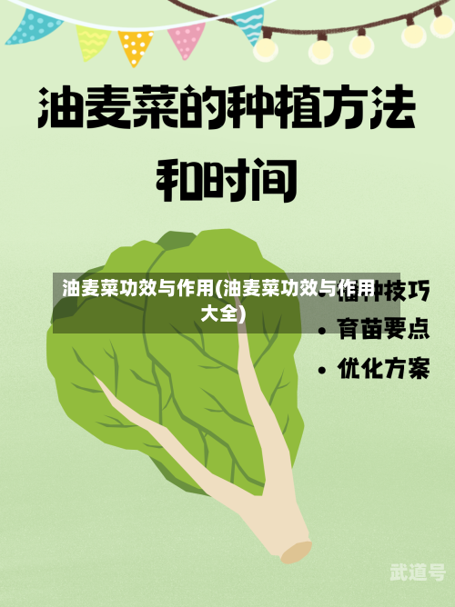 油麦菜功效与作用(油麦菜功效与作用大全)