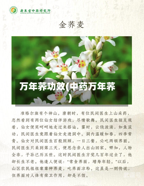 万年荞功效(中药万年荞)