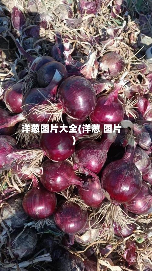 洋葱图片大全(洋葱 图片)-第3张图片