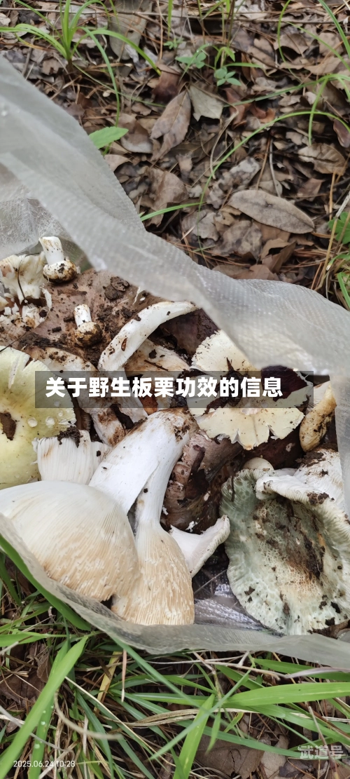 关于野生板栗功效的信息