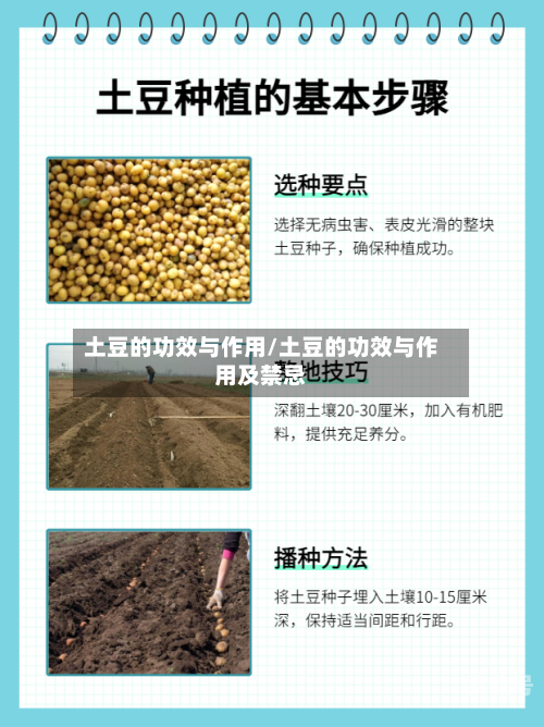 土豆的功效与作用/土豆的功效与作用及禁忌