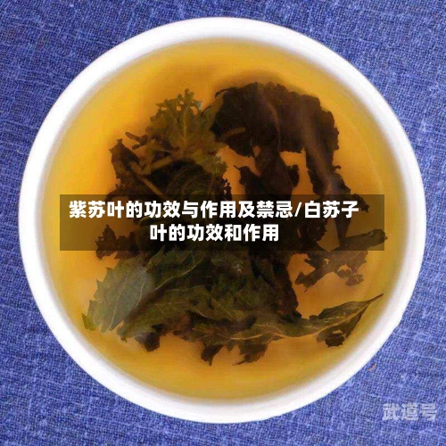 紫苏叶的功效与作用及禁忌/白苏子叶的功效和作用
