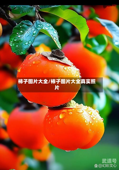 柿子图片大全/柿子图片大全真实照片
