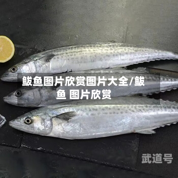 鲅鱼图片欣赏图片大全/鲅鱼 图片欣赏