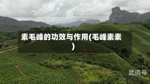 素毛峰的功效与作用(毛峰素素)