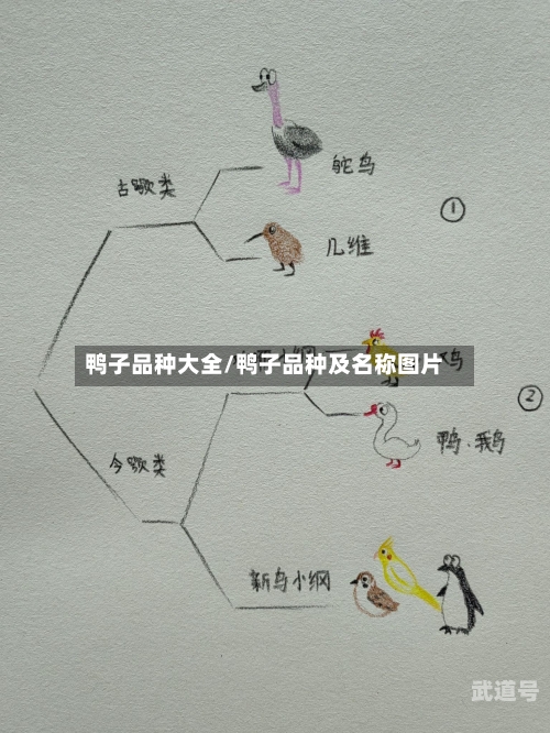 鸭子品种大全/鸭子品种及名称图片-第2张图片