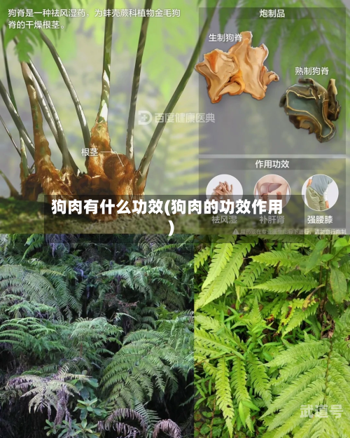 狗肉有什么功效(狗肉的功效作用)
