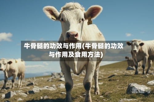 牛骨髓的功效与作用(牛骨髓的功效与作用及食用方法)