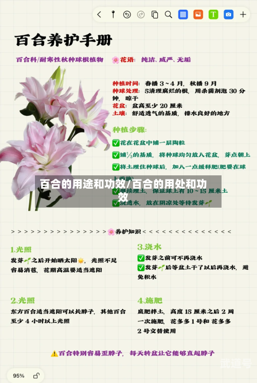 百合的用途和功效/百合的用处和功效