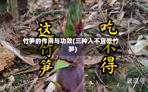 竹笋的作用与功效(三种人不宜吃竹笋)-第2张图片