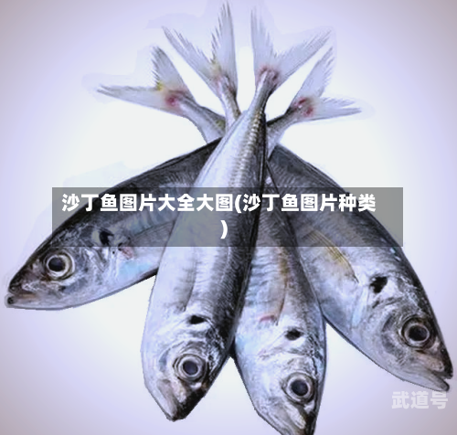 沙丁鱼图片大全大图(沙丁鱼图片种类)