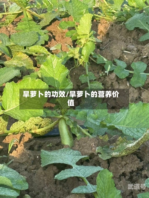 旱萝卜的功效/旱萝卜的营养价值