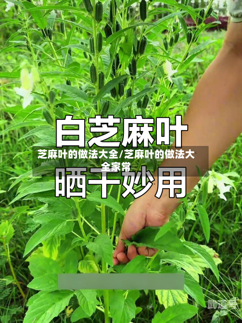 芝麻叶的做法大全/芝麻叶的做法大全家常
