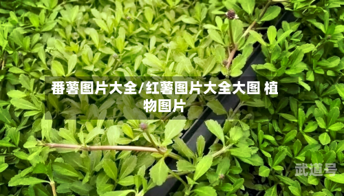 番薯图片大全/红薯图片大全大图 植物图片