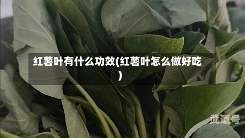 红薯叶有什么功效(红薯叶怎么做好吃)