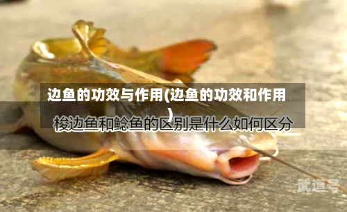 边鱼的功效与作用(边鱼的功效和作用)
